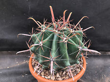 Ferocactus horridus cactus usato  Massafra