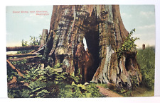 C1910 cedar stump for sale  Weaverville