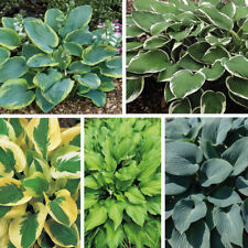 garden plants hosta for sale  IPSWICH