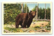 Large brown bear for sale  Cincinnati