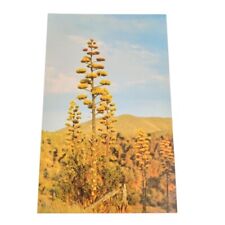 Postcard agave century for sale  Saint Louis