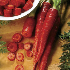 Carota rossa carrot usato  Cirie