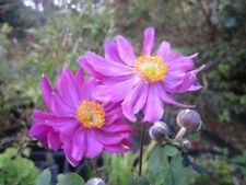 Anemone prinz heinrich for sale  HORSHAM