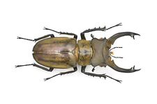 LUCANIDAE Lucanus sericeus ohbayashii 60mm+ From Laos for sale  Shipping to South Africa