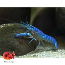 Electric blue lobster for sale  Houston