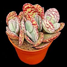 Kalanchoe marmorata leopard for sale  LEIGH