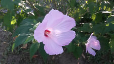 Hibiscus moscheutos gigante Hardy Hibiscus rosa flores 10 Semillas Frescas, usado segunda mano  Embacar hacia Spain