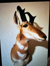 Pronghorn antelope head for sale  Cleburne