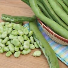 Broad bean giant for sale  BURTON-ON-TRENT