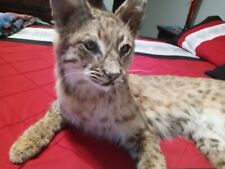 Bobcat taxidermy floor for sale  San Antonio