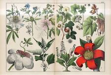 1878 passion flower d'occasion  Expédié en Belgium