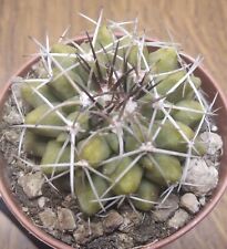 cactus usato  Vanzaghello