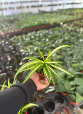 Spider plant myplants for sale  Moreno Valley