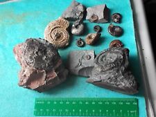 Collection assorted ammonites for sale  WEST BROMWICH
