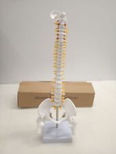 Modello colonna vertebrale usato  Spedire a Italy