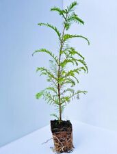 Small dawn redwood for sale  Albany