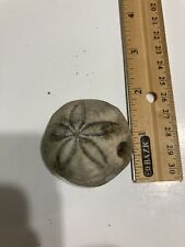 sea urchin fossil for sale  Carolina Beach