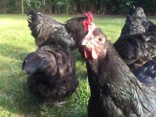 6 X Croad Langshan Large Fowl Hatching Fertile Chicken Eggs Rare for sale  DERBY