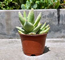 Well rooted aloe for sale  Irvine