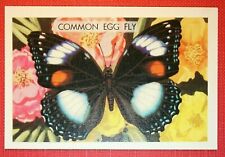 Common egg fly for sale  DERBY