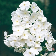 White phlox garden for sale  Lynden