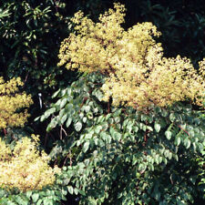 Aralia spinosa seeds for sale  GODALMING