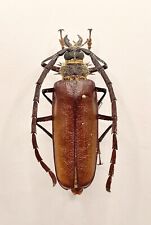 Entomology Taxidermy: Derobrachus Procerus Ssp. 2010 A1-Mexico.61mm+/-. bad for sale  Shipping to South Africa