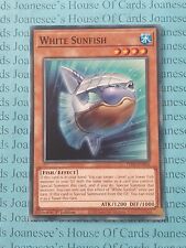 White sunfish phni for sale  HULL