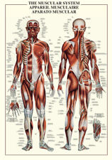 Muscular system human for sale  Shipping to Ireland