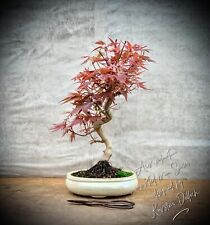 Acer palmatum atropurpureum for sale  Shipping to Ireland