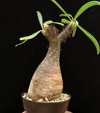 pachypodium for sale  Shipping to South Africa