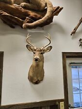 Taxidermy deer point for sale  Harshaw