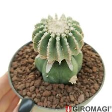 Mexican geohintonia potø10cm for sale  Shipping to United Kingdom