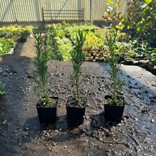 Italian cypress cupressus for sale  Norco