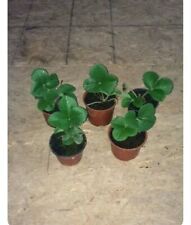 Strawberry honeoye potted for sale  NEWRY