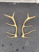 trophy antlers for sale  Tampa