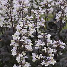 Penstemon digitalis onyx for sale  Shipping to Ireland