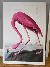 Audubon american flamingo for sale  STOCKPORT