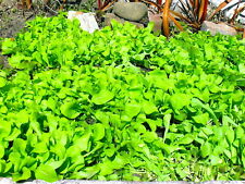 Leaf chicories biondissima for sale  Shipping to Ireland