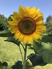 Graines tournesol géant d'occasion  Coulommiers