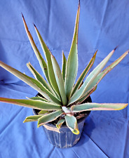 Agave angustifolia caribbean for sale  Chandler