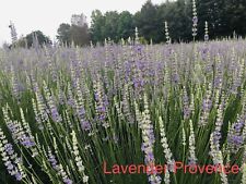 Provence lavender plant for sale  Gastonia