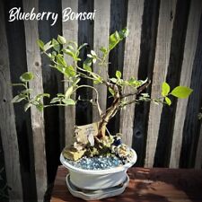 Toro blueberry bonsai for sale  Brentwood