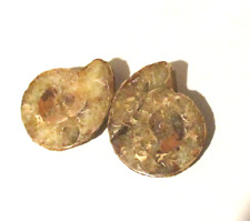 Ammonit madagaskar geschnitten gebraucht kaufen  Pfreimd