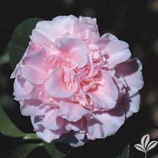King ransom camellia for sale  Rock Island