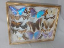 Vintage butterfly mounted for sale  Brevard