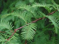 Metasequoia glyptostroboides d for sale  NEWTOWNARDS