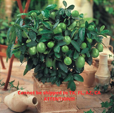 Key lime tree for sale  Danielson