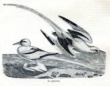 Phaethon sea birds....wood d'occasion  Saint-Cyprien