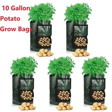 Pack gallon potato for sale  UK